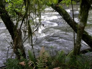 DSCN5684