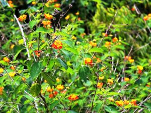 IMG_4705-verbenas